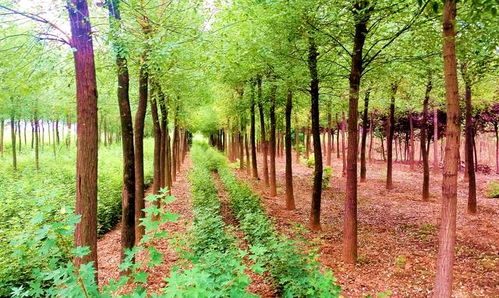 园林批发：实地考察是关键