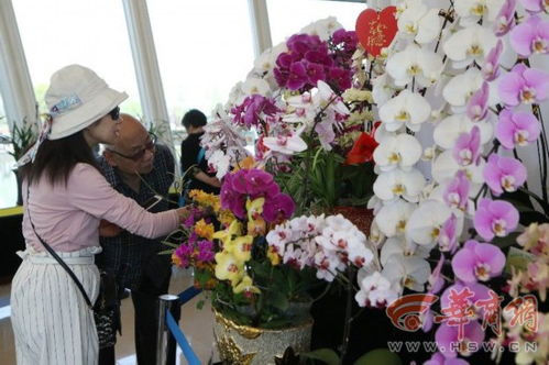 “曼陀罗：一年生植物，花大色艳，爆款花卉！”