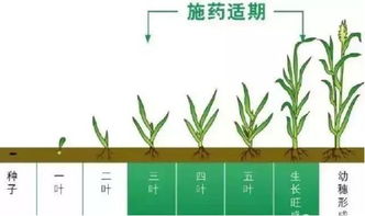 菊酯农药与有机磷农药的对比