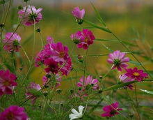 春夏秋冬，四季种植大比拼！