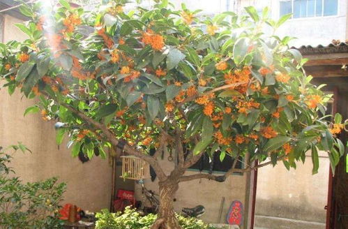 梅花树， 养护要点大揭秘