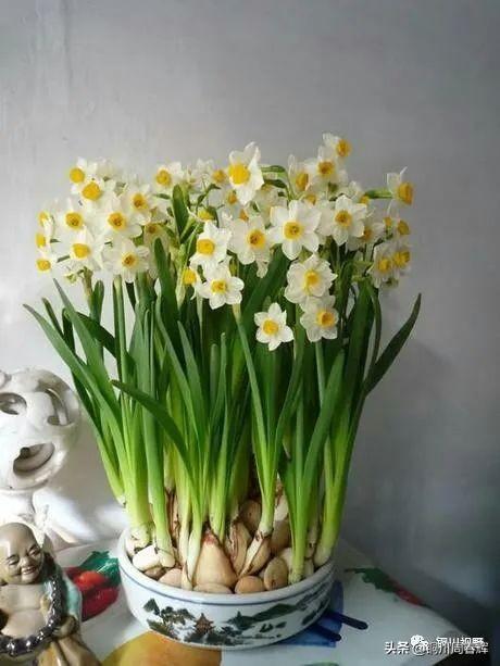 水仙花的养护要点