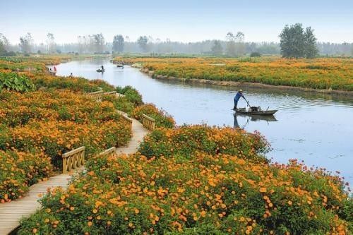 赏菊胜地去哪找？这些地方美得让人心动