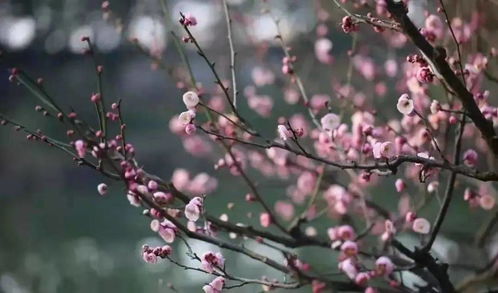 梅花的寓意：春落梅枝头