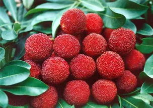 杨梅果实变黑的秘密