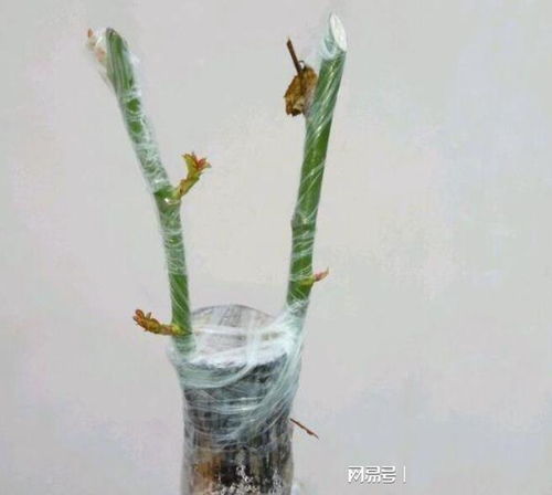 嫁接过程中的注意事项