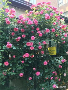 福斯塔夫月季， 浪漫的红色，浓烈的香味