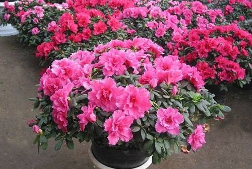 调节土壤酸碱性