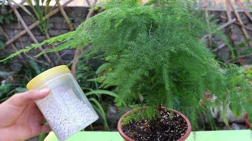 文竹长出的长藤有寓意