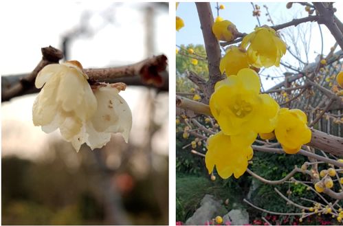 素心蜡梅：纯洁的象征