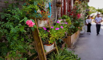 镇上老花农张叔跟我说了个诀窍：