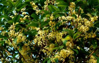 解决桂花落叶的小窍门