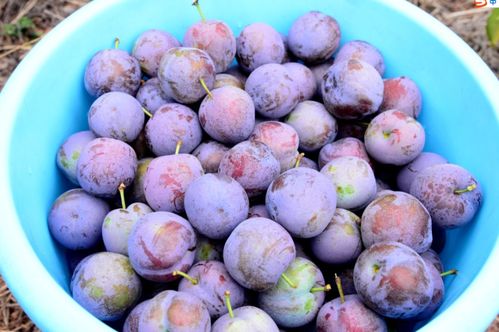 早脆李——脆爽可口