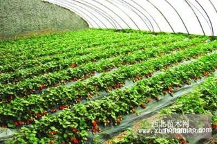 地乐胺：禾本科杂草的克星