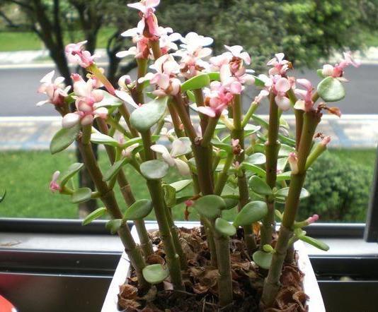 移盆后的浇水技巧