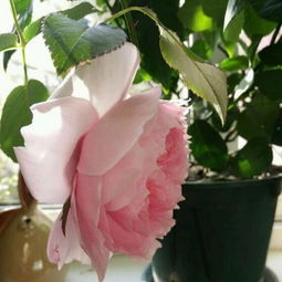 威基伍德月季，美得让人心动，养它得讲究点哦！