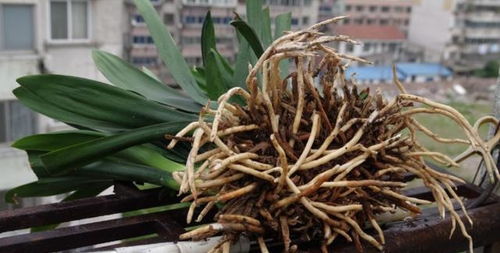 “燕子掌烂根速救，换土重生，焕发新绿！”