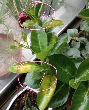 扦插双喜藤选啥生根剂， 鸡心藤养法揭秘