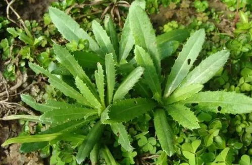 小蓟清热解毒，凉血止血