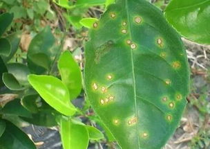 防治溃疡病， 先从清园Zuo起