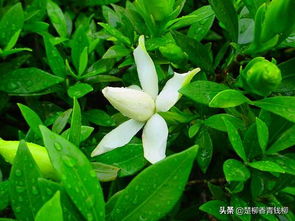 栀子花精油为何自然溢出？