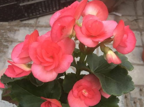 四季花卉，花开花落各有韵