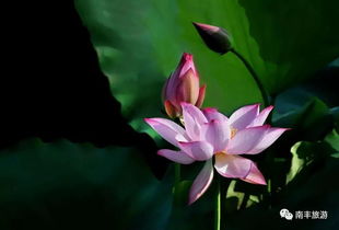 春天里 荷花笑颜开