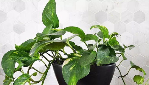 湖边水里种植的花真的嫩活下来吗？