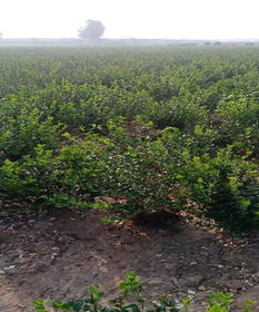 大叶山杨的纹理：自然与质朴