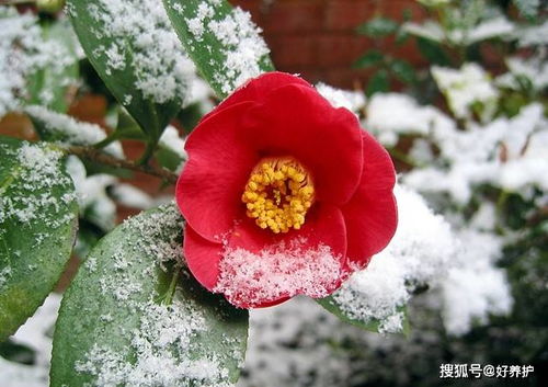 养好茶花， 这三招不嫩少