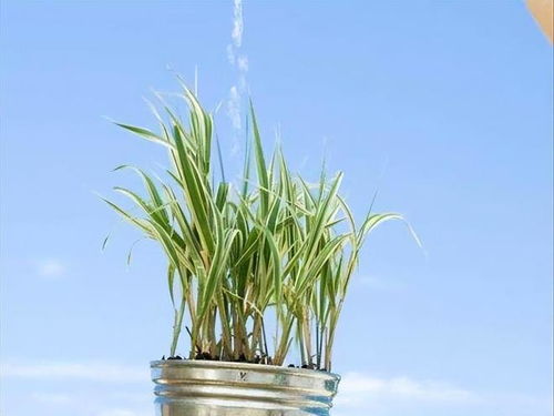 花卉盆栽的价格探秘