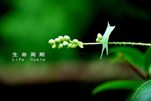 燕麦耐寒旱，生长周期短