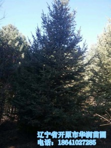 云杉习性：大自然的偏爱