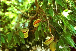 验货三绝招：揭秘腊梅的真面目！