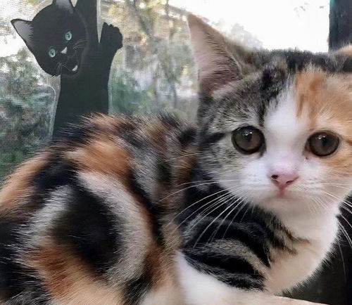 红色（橘色）：热情与活力