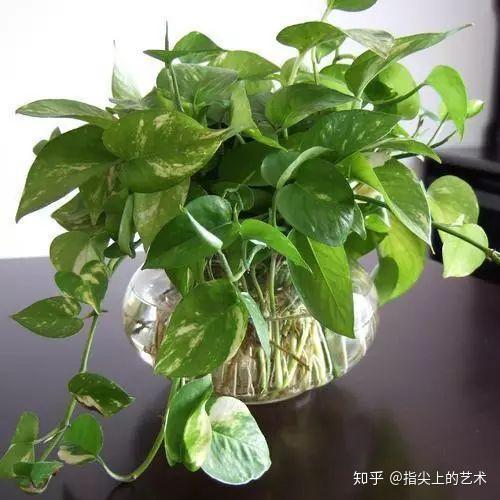 水培碗莲如何避免叶子发黄，养护过程中需要注意哪些细节