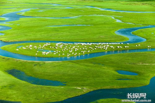 生态林地：自然平衡的绿色基石