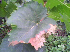 葡萄病虫害防治的农药选择