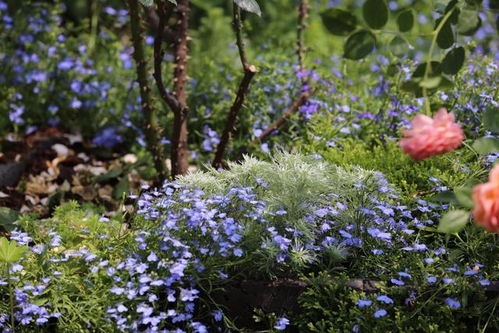 阳台夏天光秃秃，是不是没选对草本花卉呢？