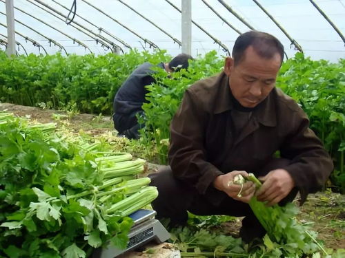 邯郸地区蔬菜种植小记