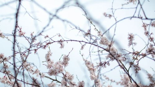 北京延庆的对比试验， 春播效果惊人