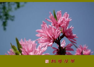 秋天有哪些花？这几种花你一定不能错过