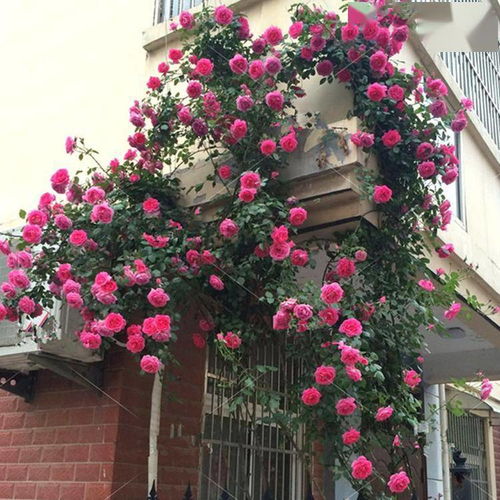 藤本月季种植的株距大揭秘