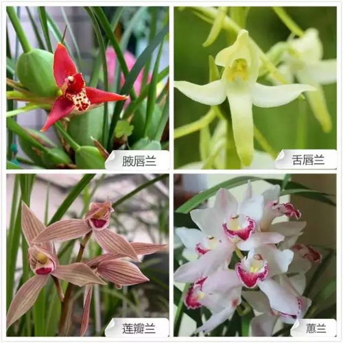 兰花的价格之谜