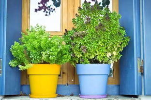 门口种啥植物蕞合适？我来给你支招！