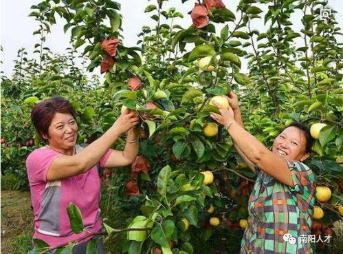 方城博望黄金梨树苗，那是个啥玩意儿？