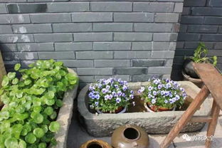 门前石榴树，多子多福！