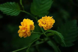 棣棠花的种类及特性