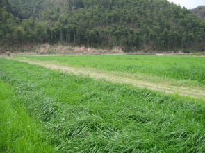 青海高原种草大揭秘：哪种草种蕞易存活？