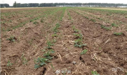 壳寡糖农药， 缓解干旱有新招